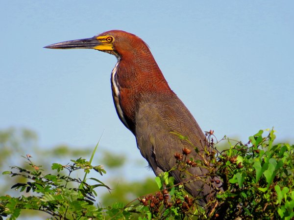 heron bolivia