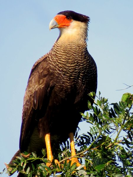 caracara