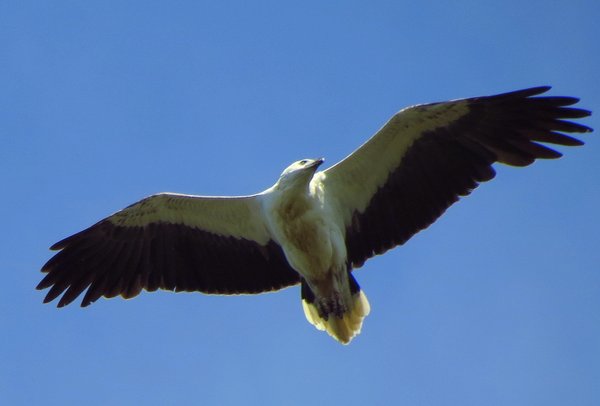 sea eagle