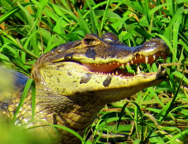 caiman