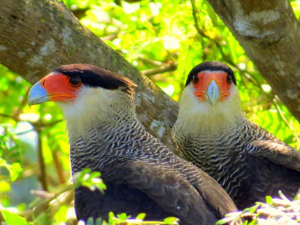 caracara