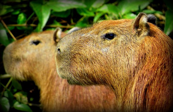 capybara