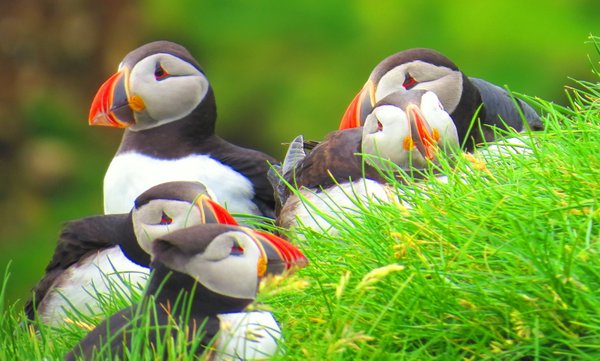 puffin