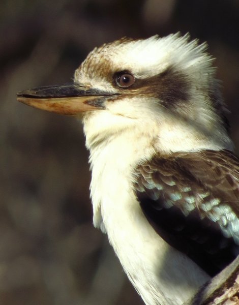 kookaburra