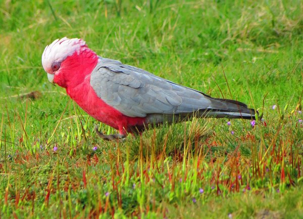 galah