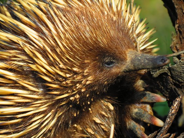 echidna