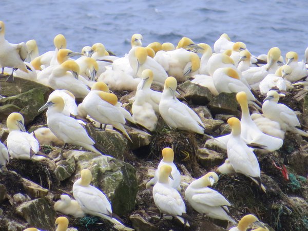 gannet
