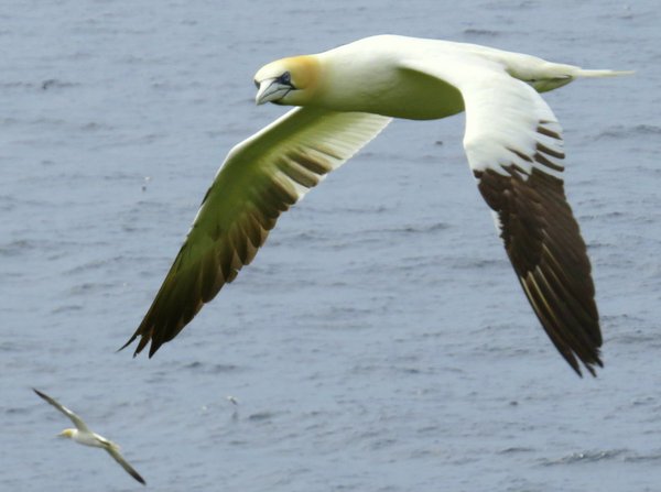 gannet