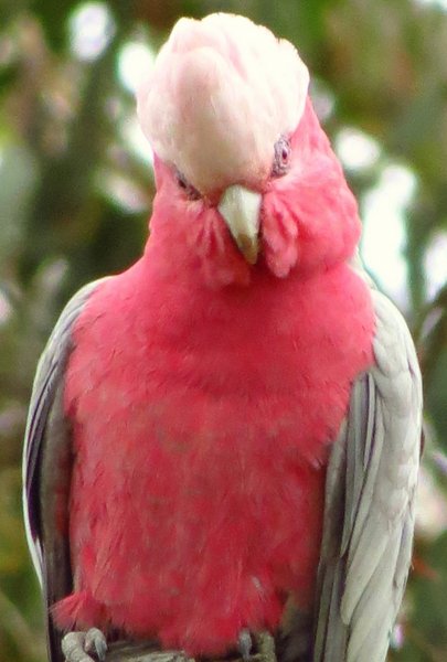 galah