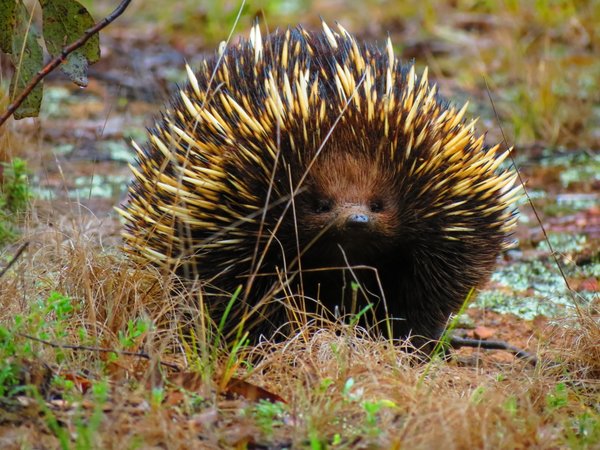 echidna