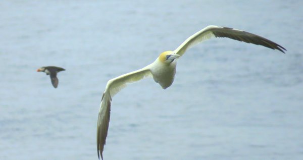 gannet