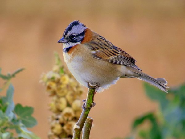 finch bolivia