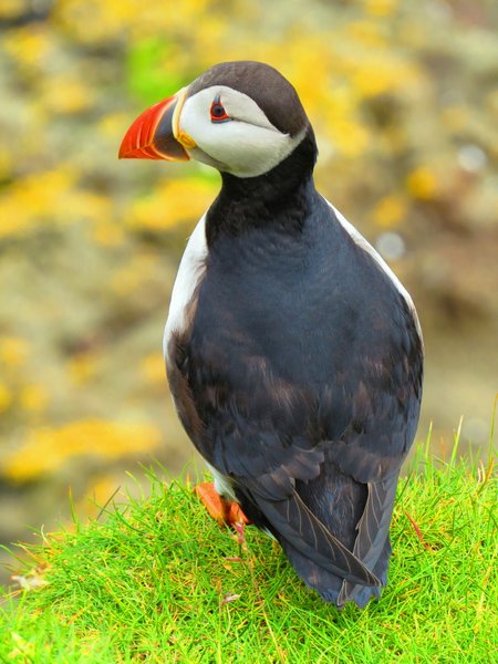 puffin