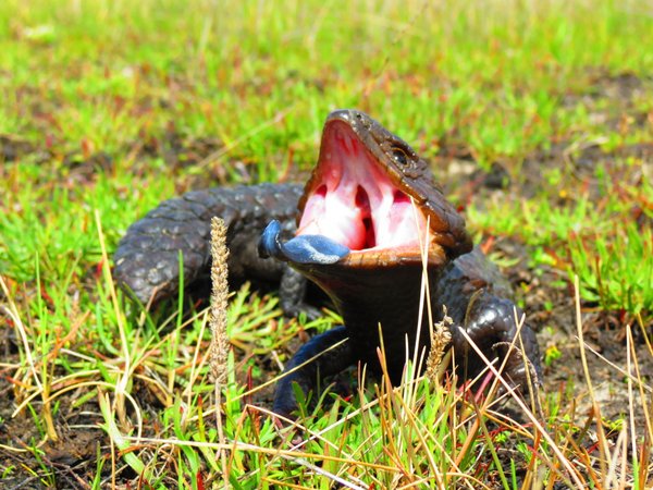 shingleback lizard