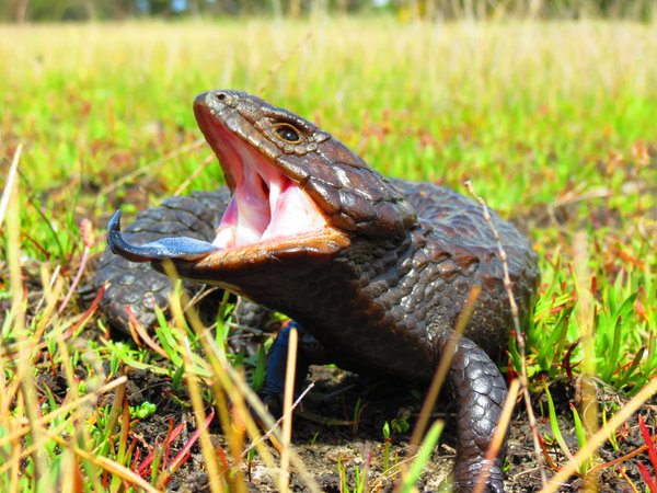 shingleback lizard