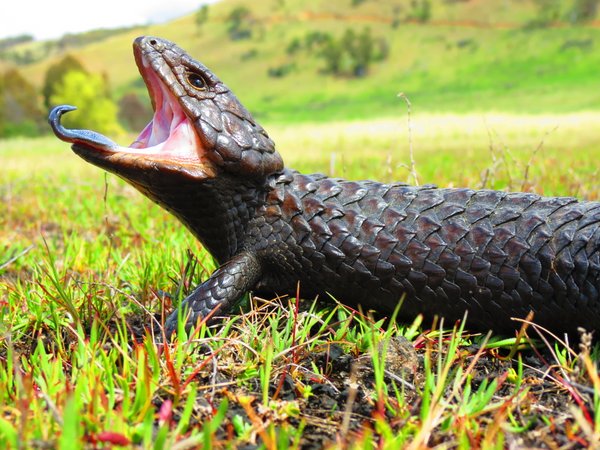 shingleback lizard