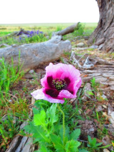 flower