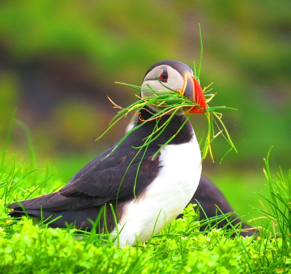 puffin