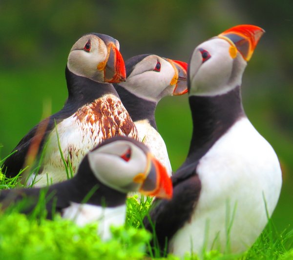 puffin