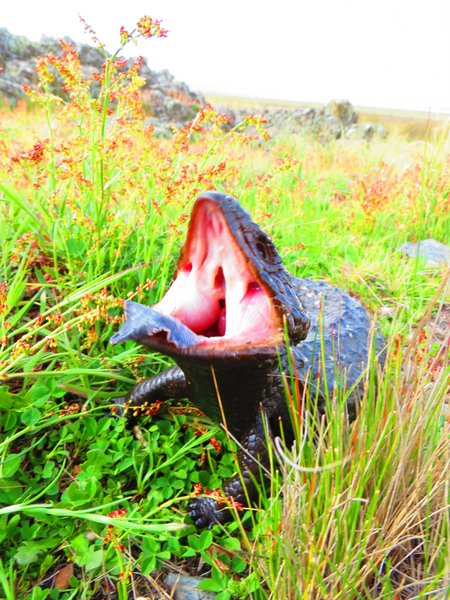 shingleback lizard