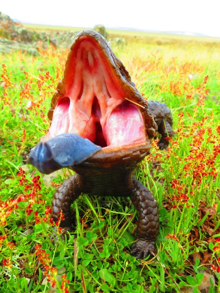 shingleback lizard