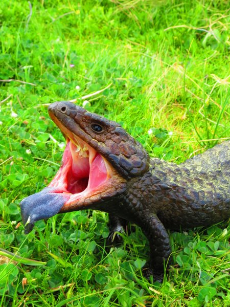 shingleback lizard