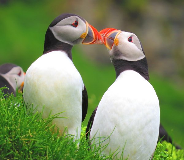 puffin