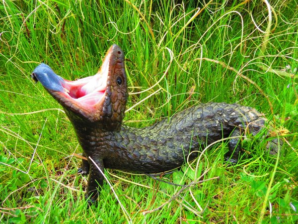 shingleback lizard