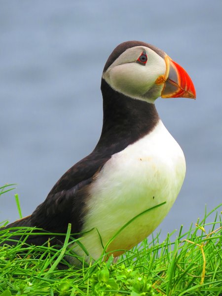 puffin