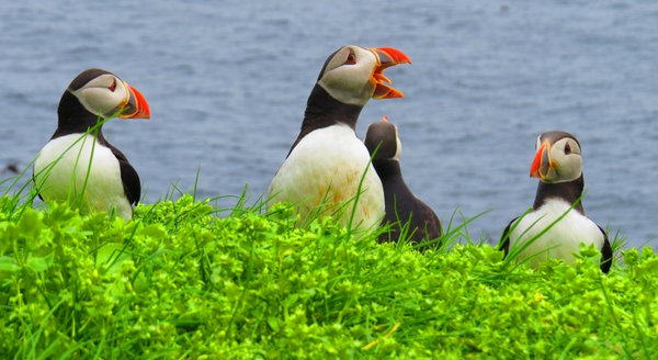 puffin