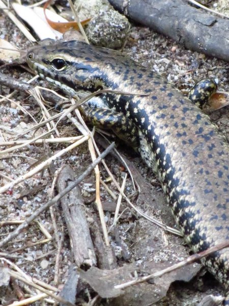 lizard