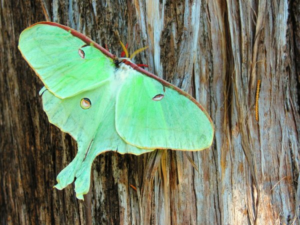 moth