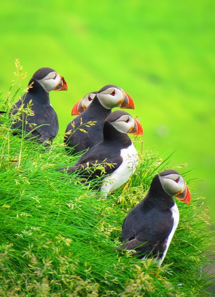 puffin