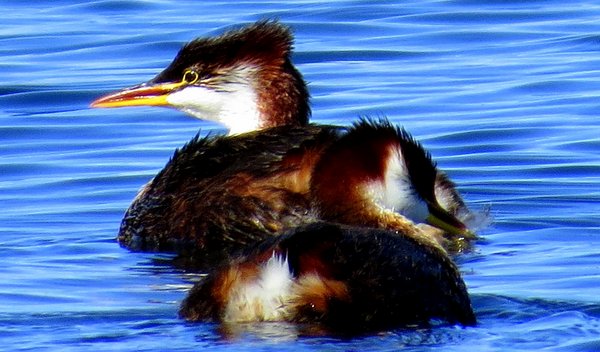 grebe bolivia