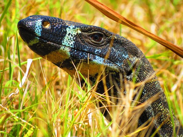 monitor lizard