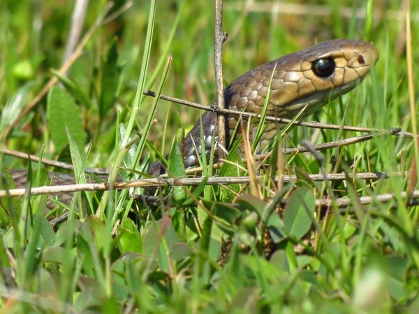 snake