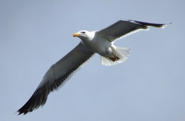 seagull
