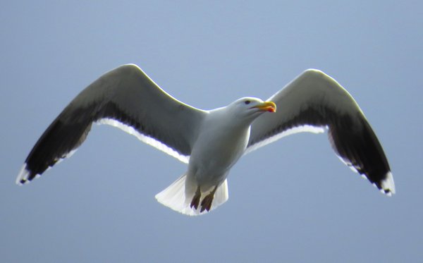 seagull