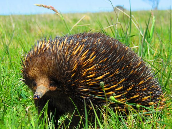 echidna