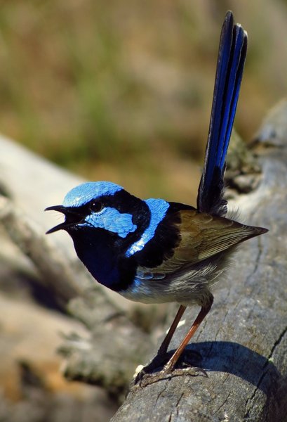 fairy wren