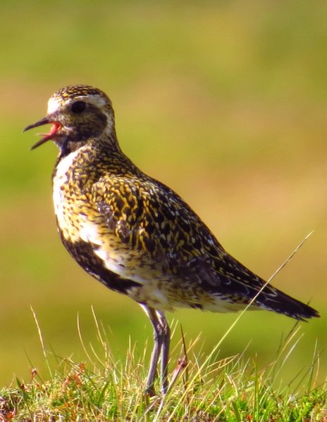 iceland plover