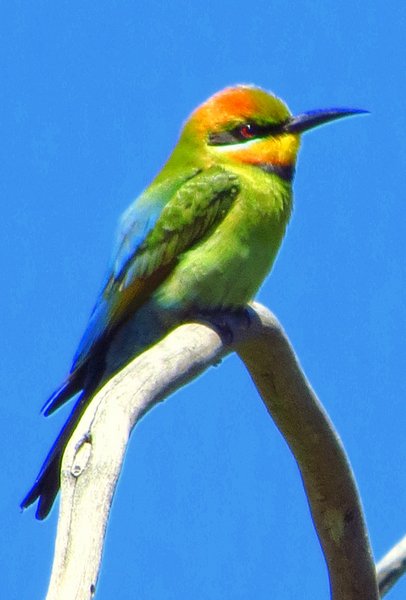 bee eater