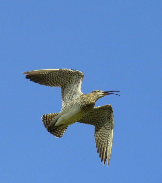 iceland plover