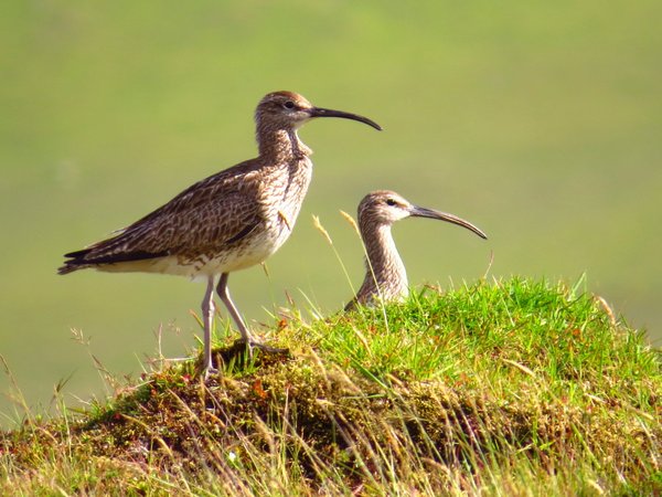 iceland plover