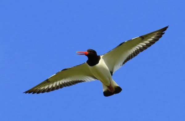 oystercatcher
