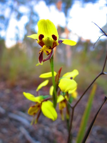 flower