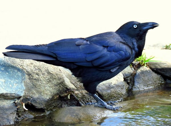 raven