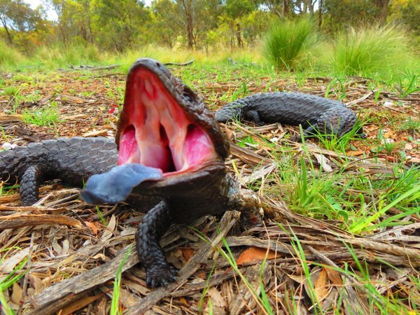 shingleback lizard