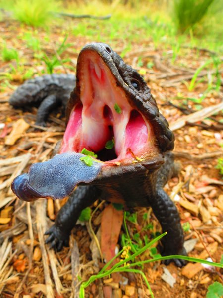 shingleback lizard