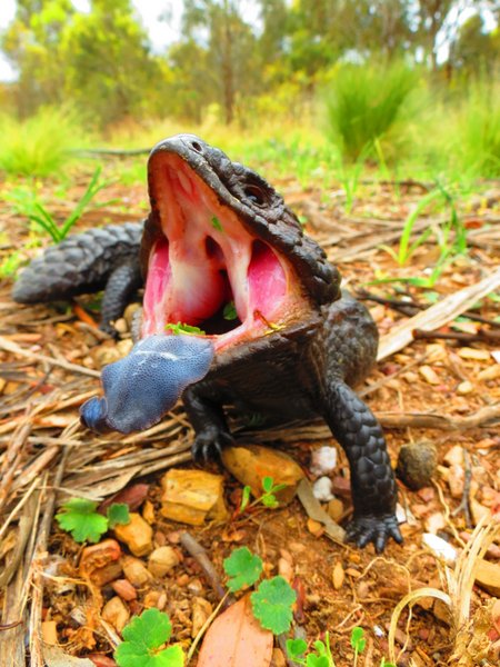shingleback lizard